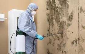 Trusted Wauconda, IL Mold Removal Experts